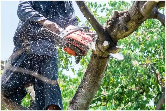 tree services Grove City